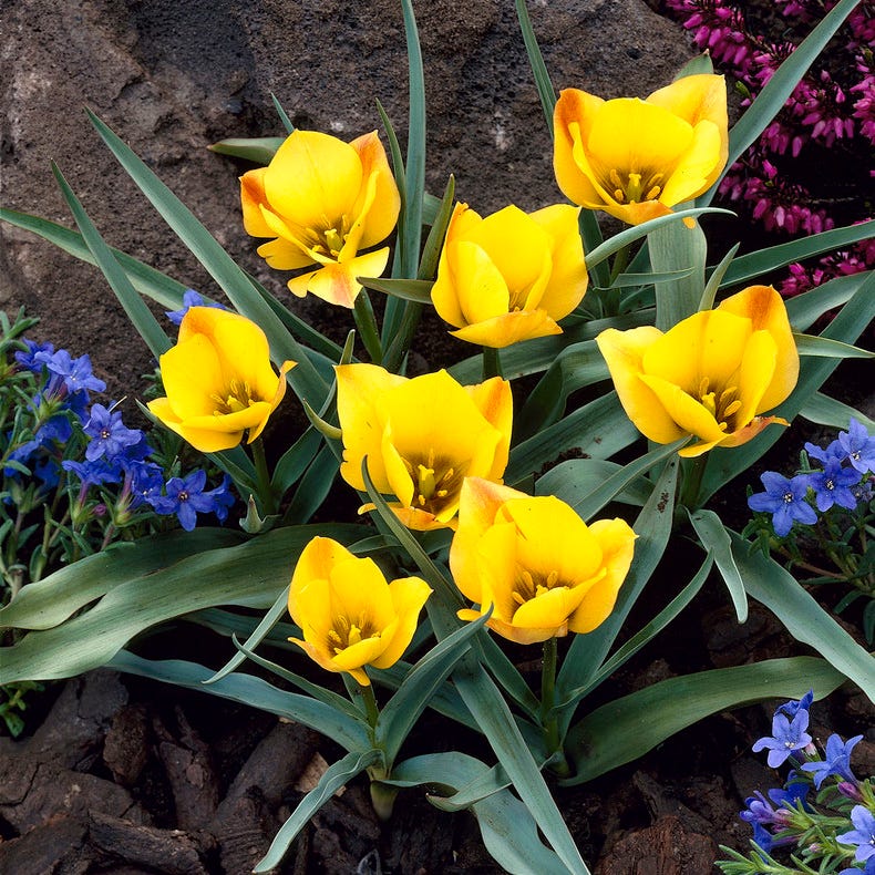 Bronze Charm Wild Tulip - Image 2