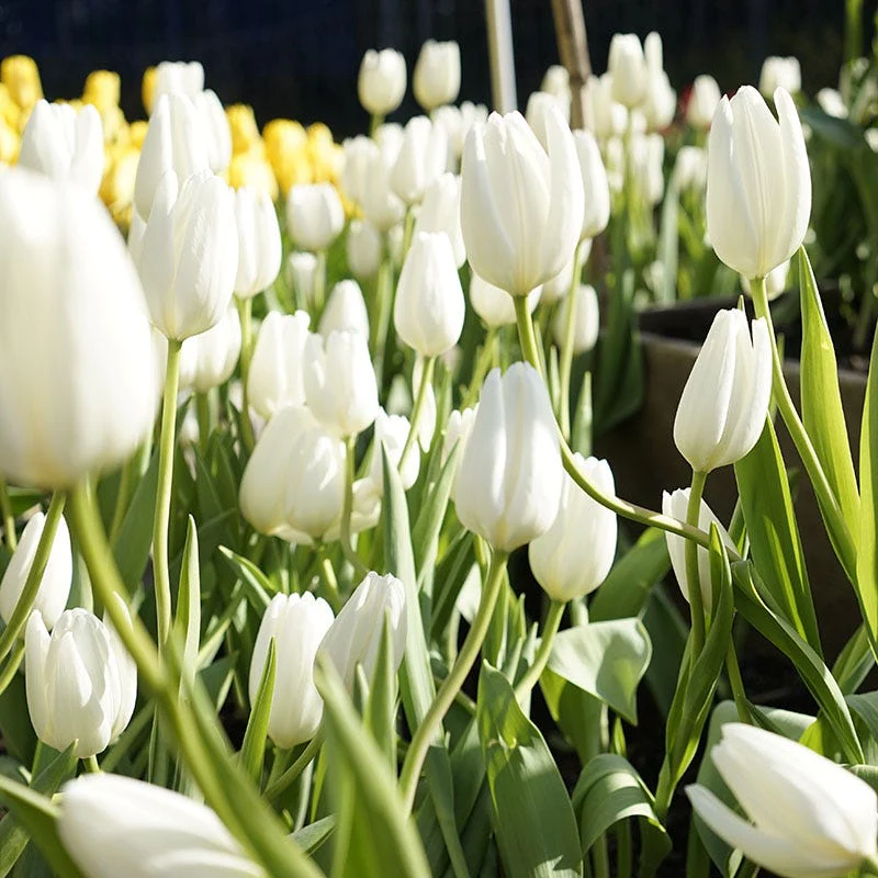 Hakuun Darwin Tulip - Image 2