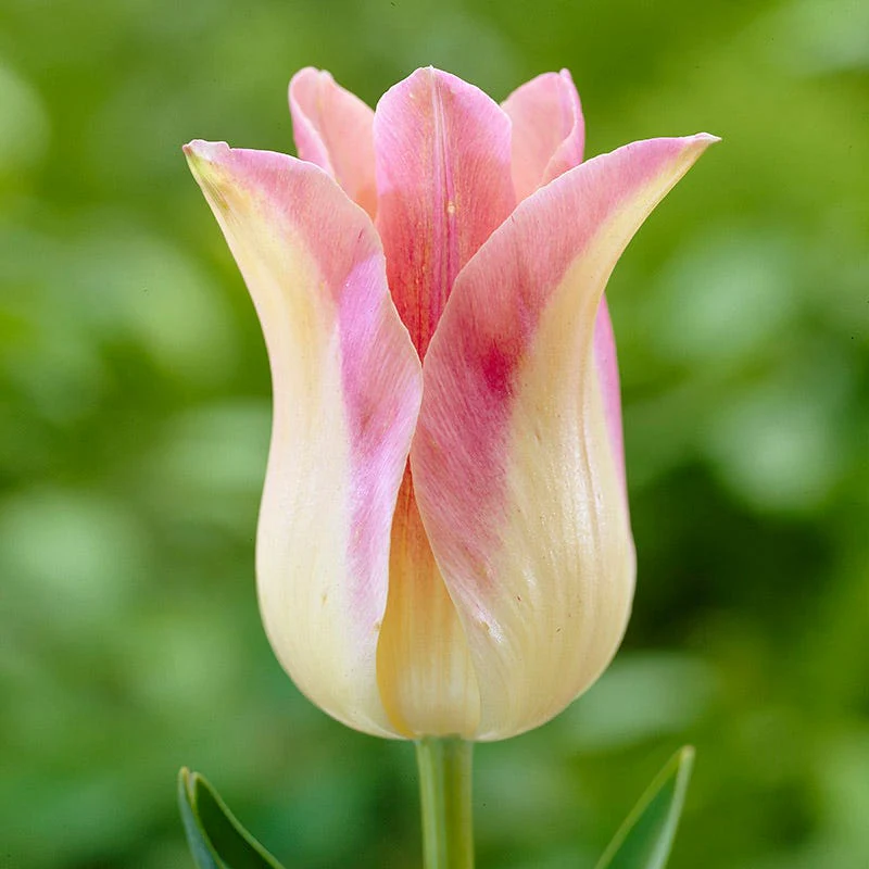 Passion Tulip Flower Bulb Collection - Image 3
