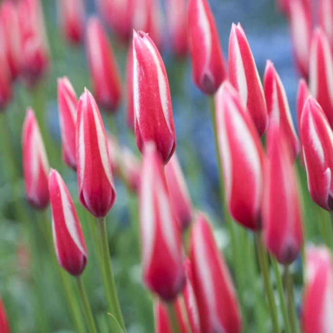 Peppermint Stick Tulip - Image 2