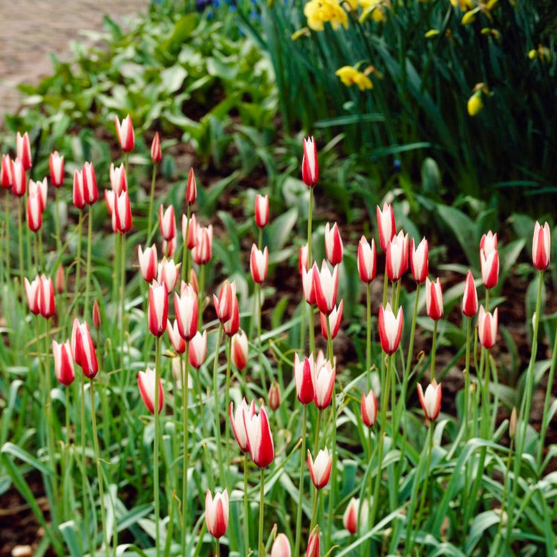 Peppermint Stick Tulip - Image 5