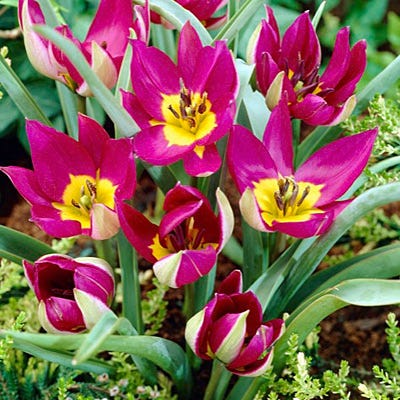 Persian Pearl Wild Tulip - Image 2