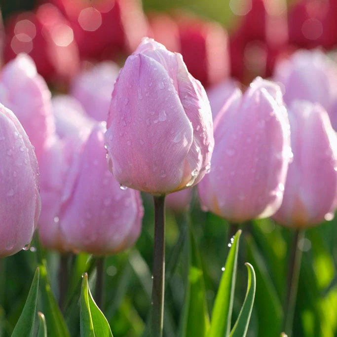 Sweet Treats Tulip Bulb Collection - Image 4