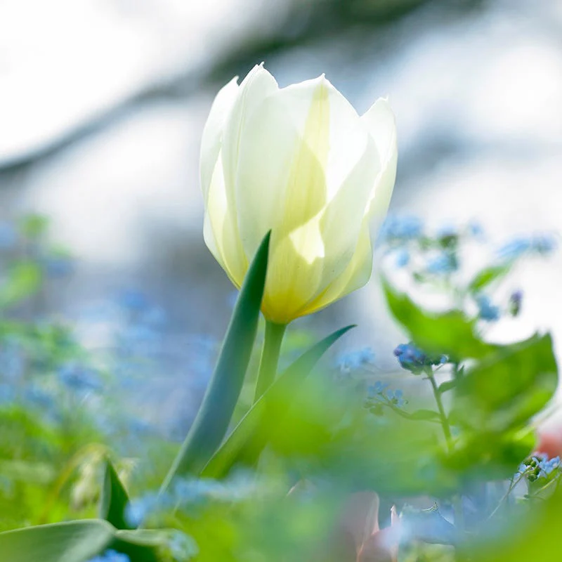 White Emperor Tulip - Image 2