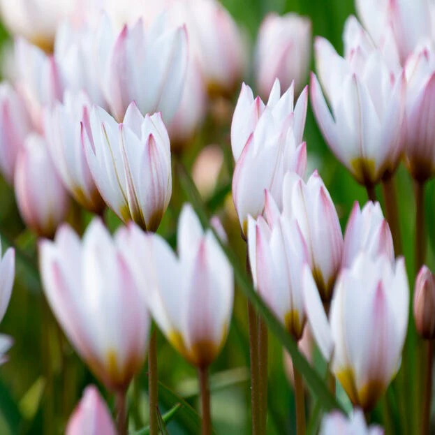 Hilde Wild Tulip - Image 2