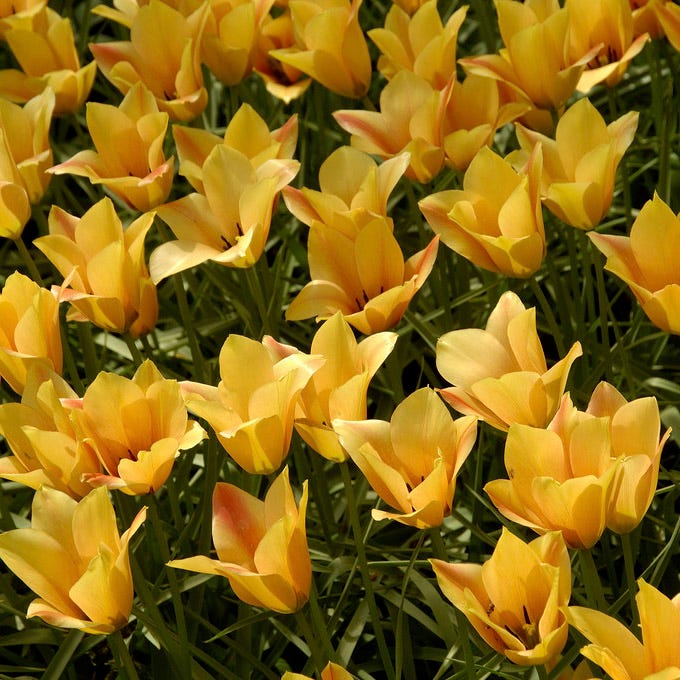 Naturalizing Wild Tulip Bulb Collection - Image 3