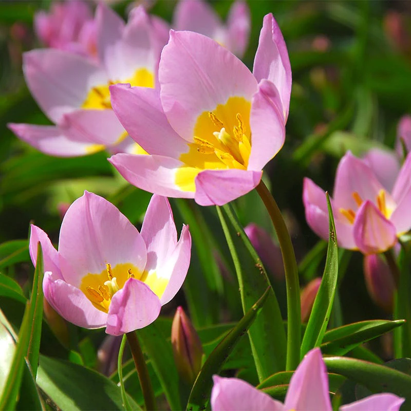 Naturalizing Wild Tulip Bulb Collection - Image 6