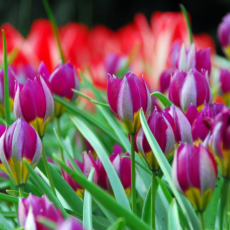 Little Gems Naturalizing Wild Tulip Collection - Image 4