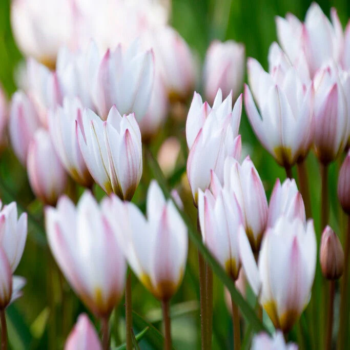 Lovelight Naturalizing Wild Tulip Collection - Image 3