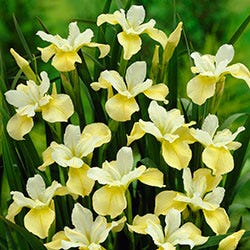 Farmhouse Pre-Planned Garden - Image 11