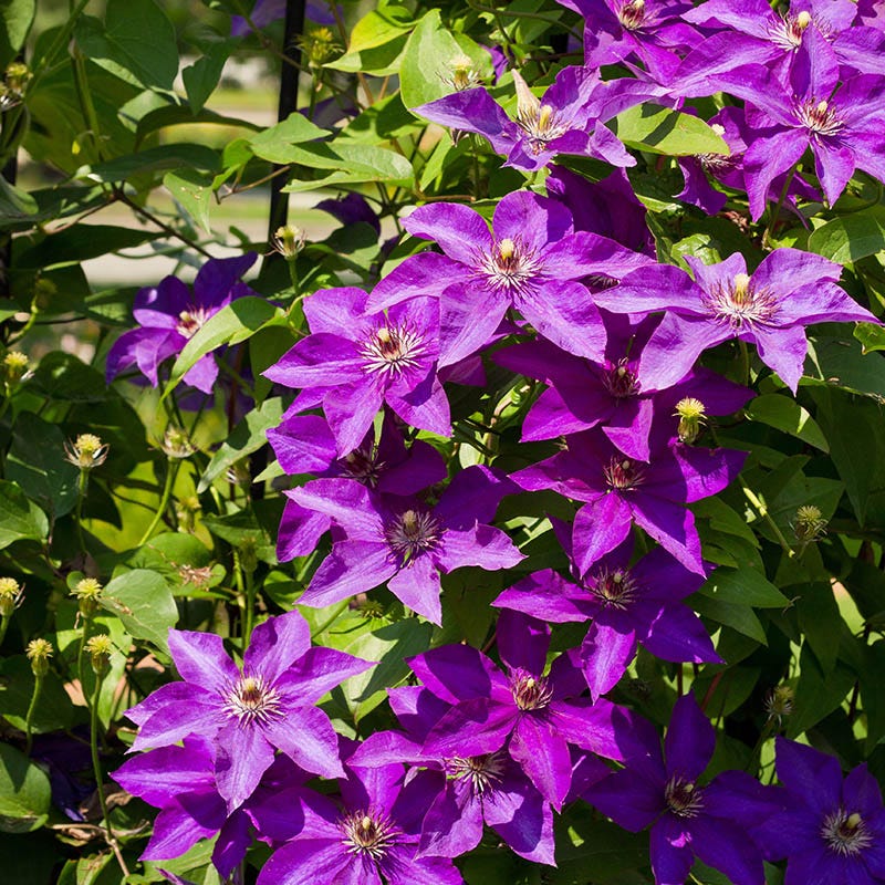 Farmhouse Pre-Planned Garden - Image 4