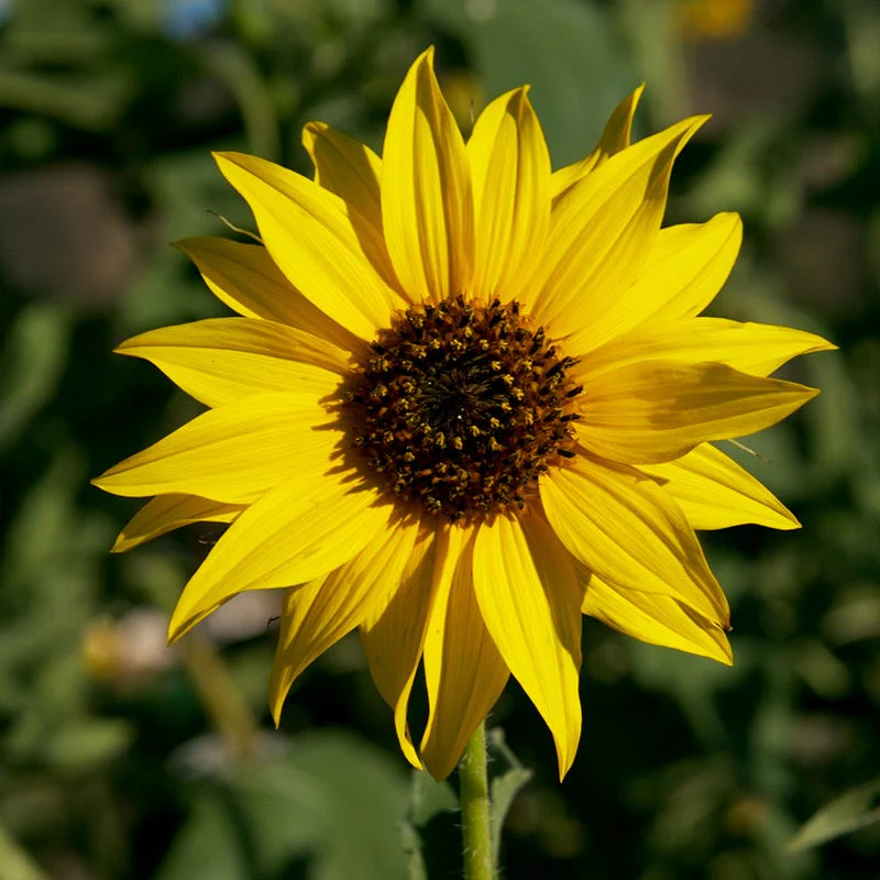 Sunflowers For The Soul Seed Collection - Image 5