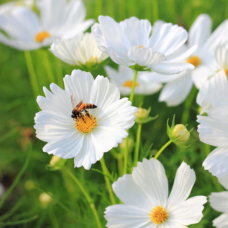 Good Karma Cosmos Seed Collection - Image 4