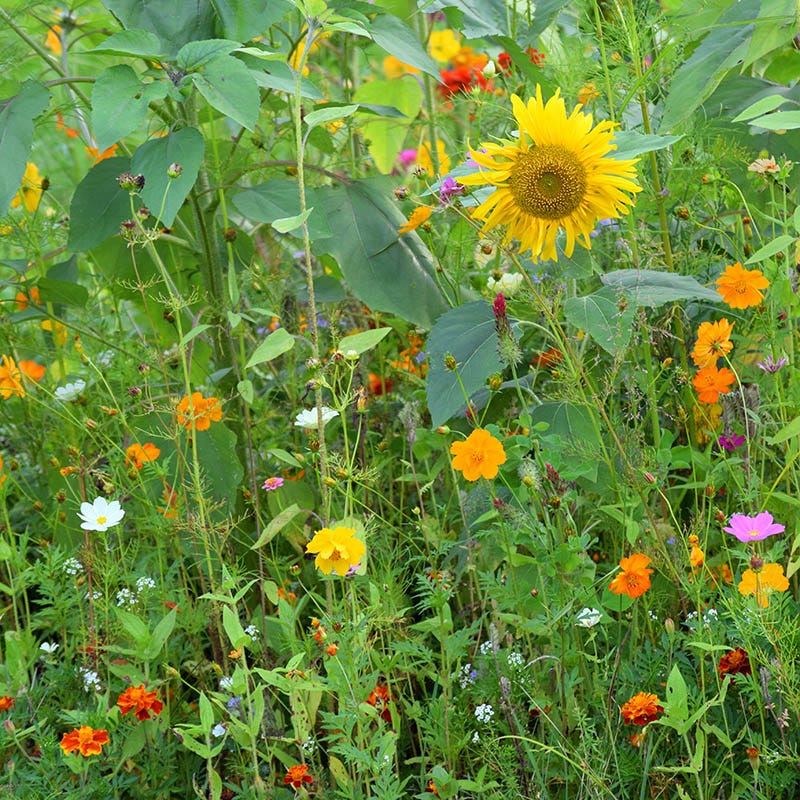 Honey Bee Wildflower Seed Mix - Image 7