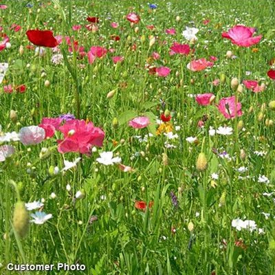 Let's Grow Wildflowers Seed Packet - Image 4