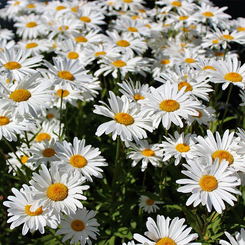 Long Lasting Wildflower Seed Collection - Image 4