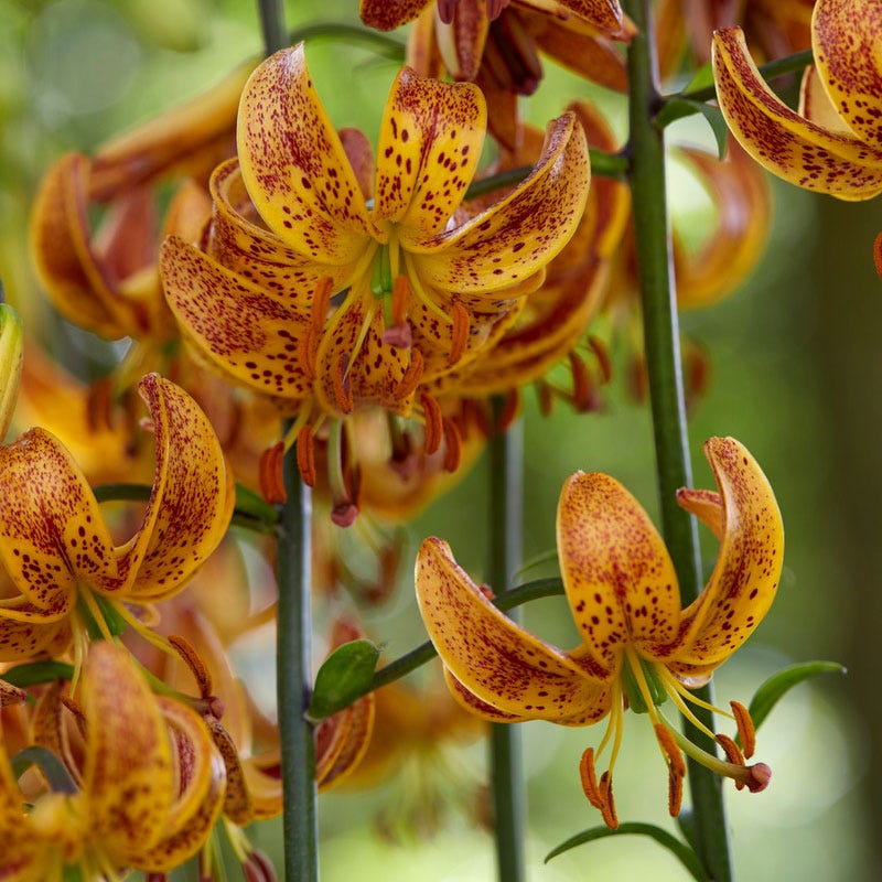 Sunny Morning Martagon Lily - Image 2