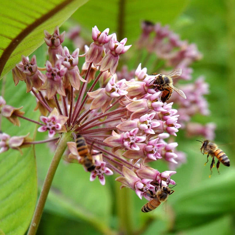 Native Milkweed Seed Packet Set - Image 3