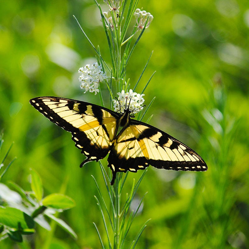 Native Milkweed Seed Packet Set - Image 4