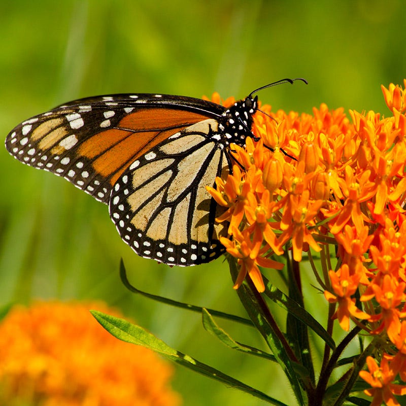 Native Milkweed Seed Packet Set - Image 5