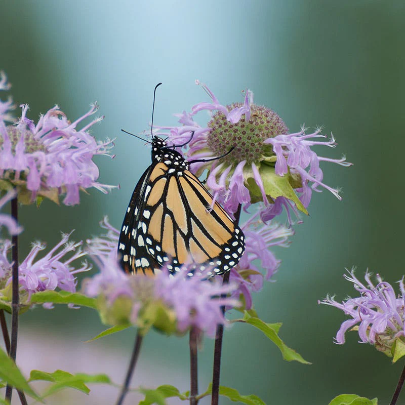 Monarch Butterfly Bloom Booster Seed Packet Set - Image 4