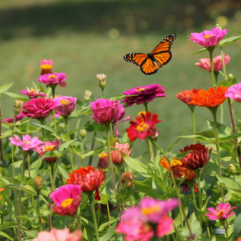 Monarch Nectar Seed Packet Collection - Image 3
