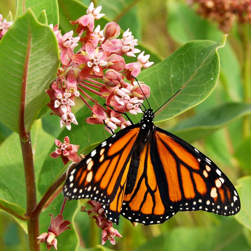 Monarch Nectar Seed Packet Collection - Image 4