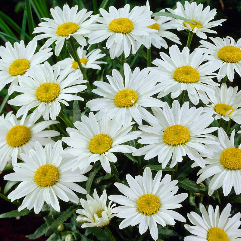 Moonlight Pre-Planned Garden - Image 13