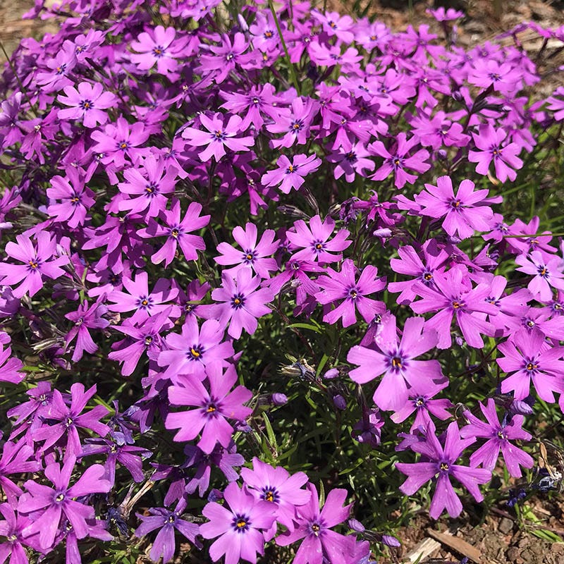 Natural Nectar Native Pre-Planned Garden - Image 11