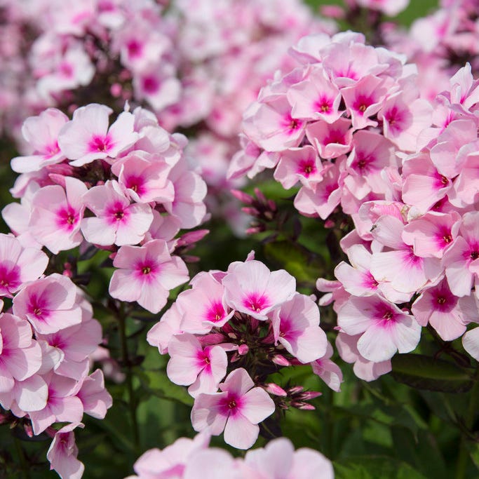 Natural Nectar Native Pre-Planned Garden - Image 13