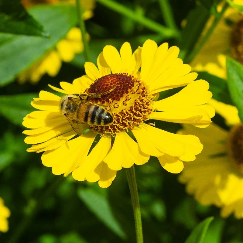 Natural Nectar Native Pre-Planned Garden - Image 4