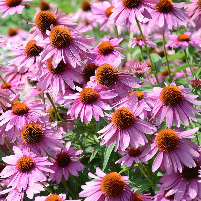 Natural Nectar Native Pre-Planned Garden - Image 5