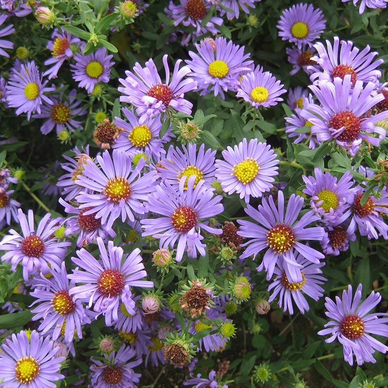 Natural Nectar Native Pre-Planned Garden - Image 6