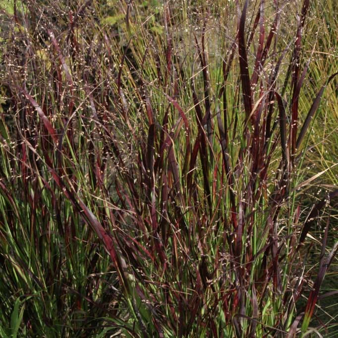 Natural Nectar Native Pre-Planned Garden - Image 7