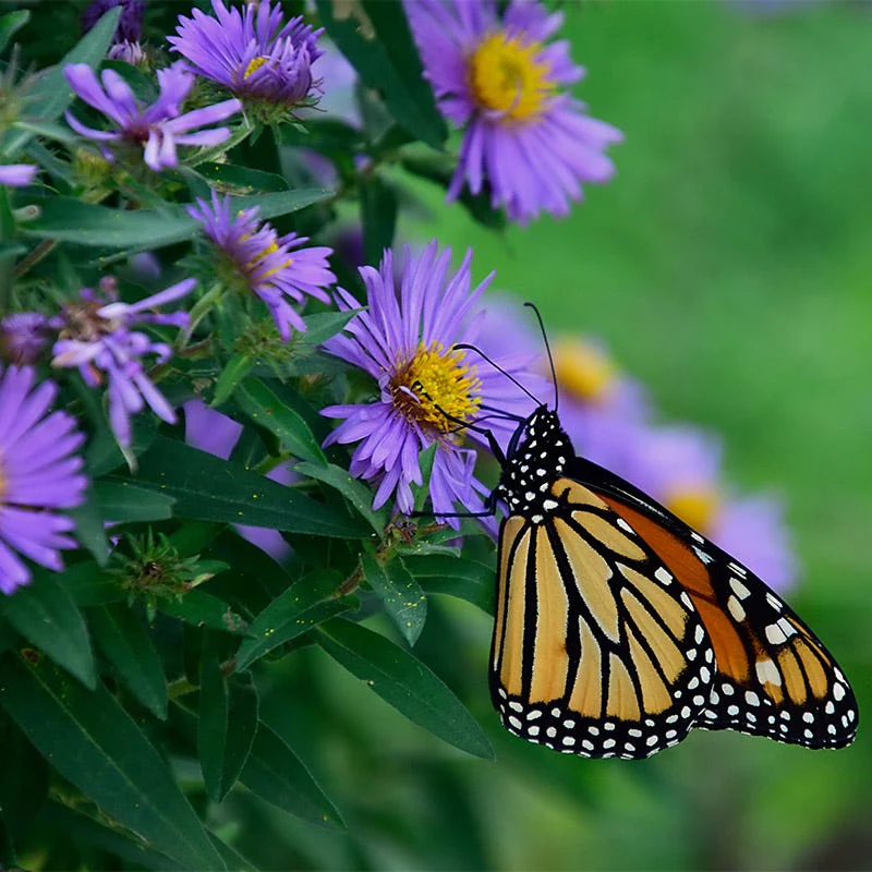 New England Aster Seeds - Image 3