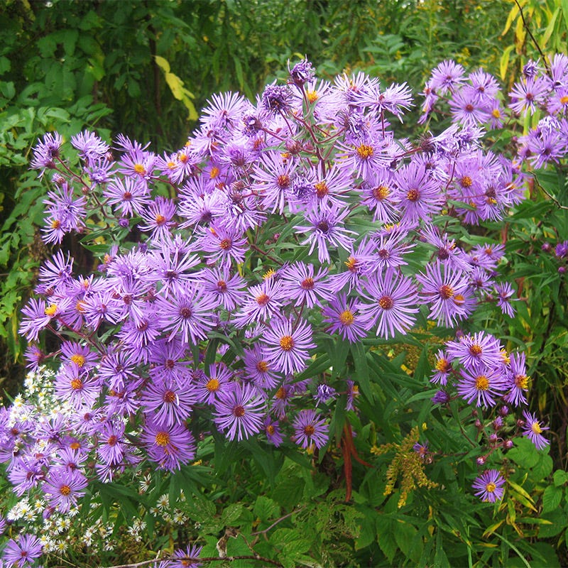 New England Aster Seeds - Image 6