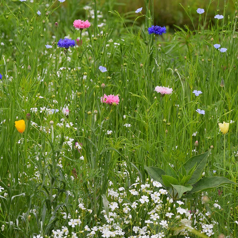 Partial Shade Wildflower Seed Mix - Image 3