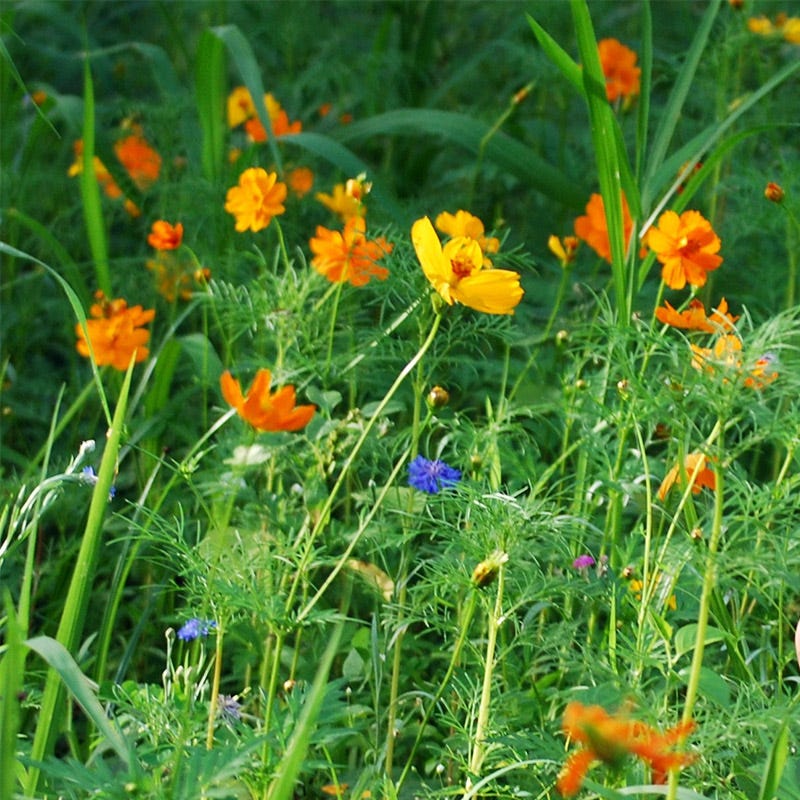 Partial Shade Wildflower Seed Mix - Image 5