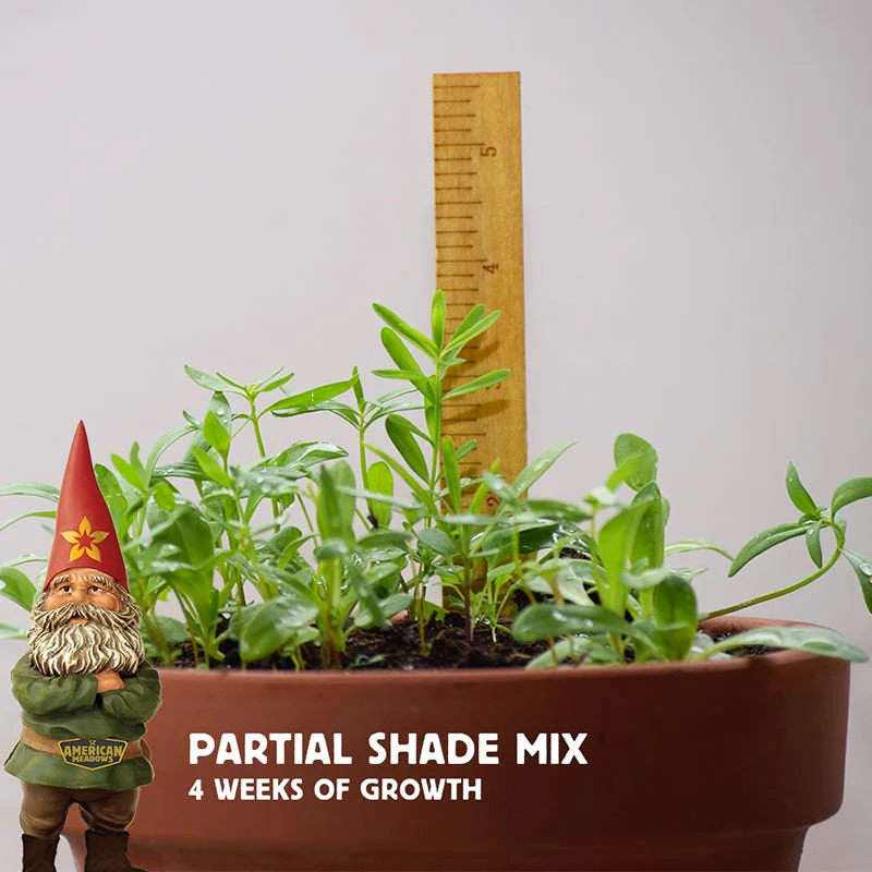 Partial Shade Wildflower Seed Mix - Image 6