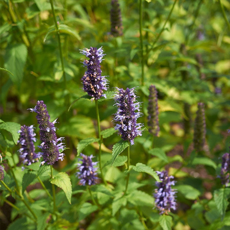 Little Adder Hyssop - Image 3