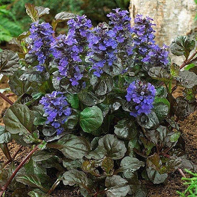 Black Scallop Ajuga - Image 3