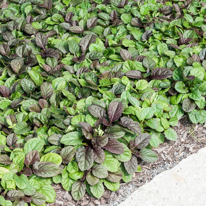 Catlin's Giant Ajuga - Image 2