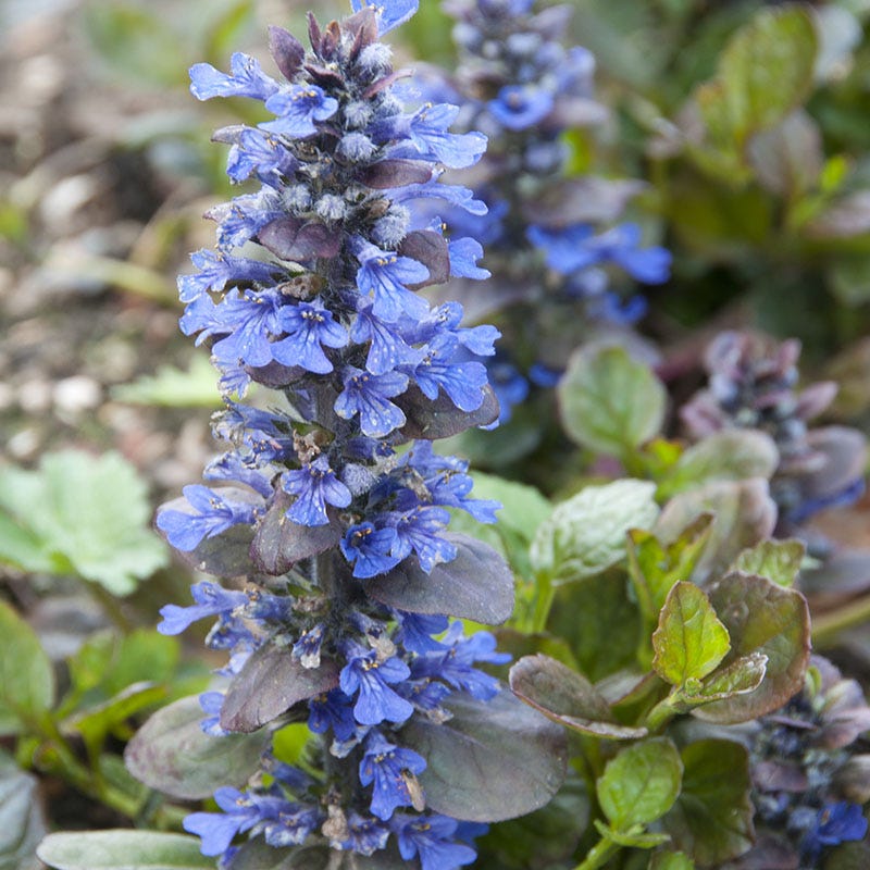 Catlin's Giant Ajuga - Image 3