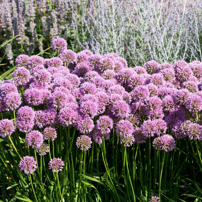 Allium Millenium - Image 3