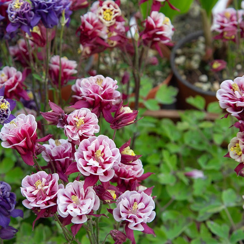 Winky Double Red-White Columbine - Image 2