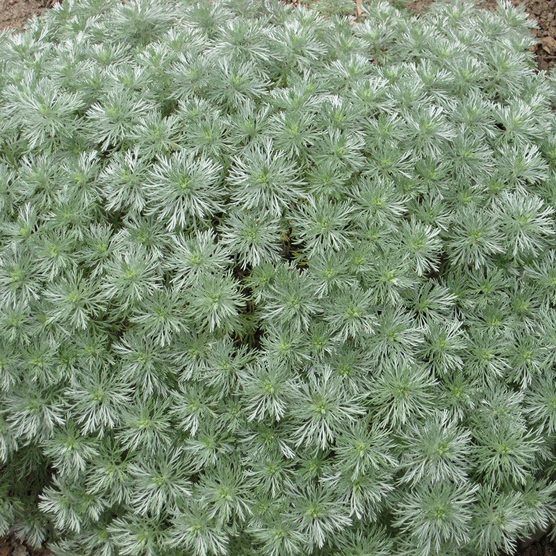 Silver Mound Artemisia - Image 2