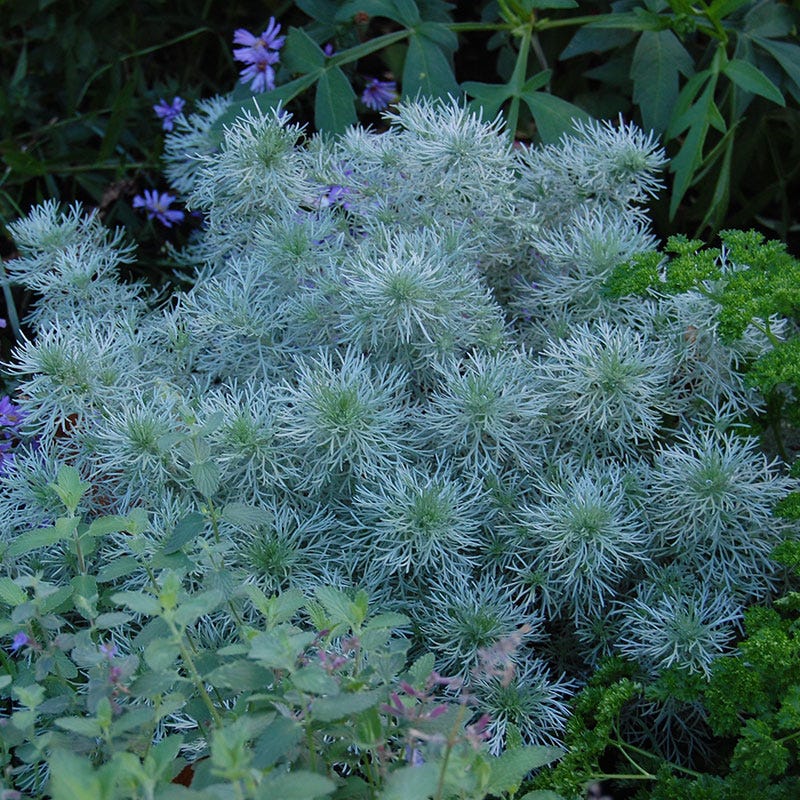 Silver Mound Artemisia - Image 3