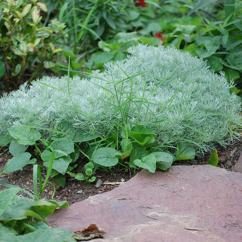 Silver Mound Artemisia - Image 4