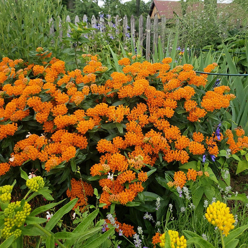 Butterfly Weed - Image 2
