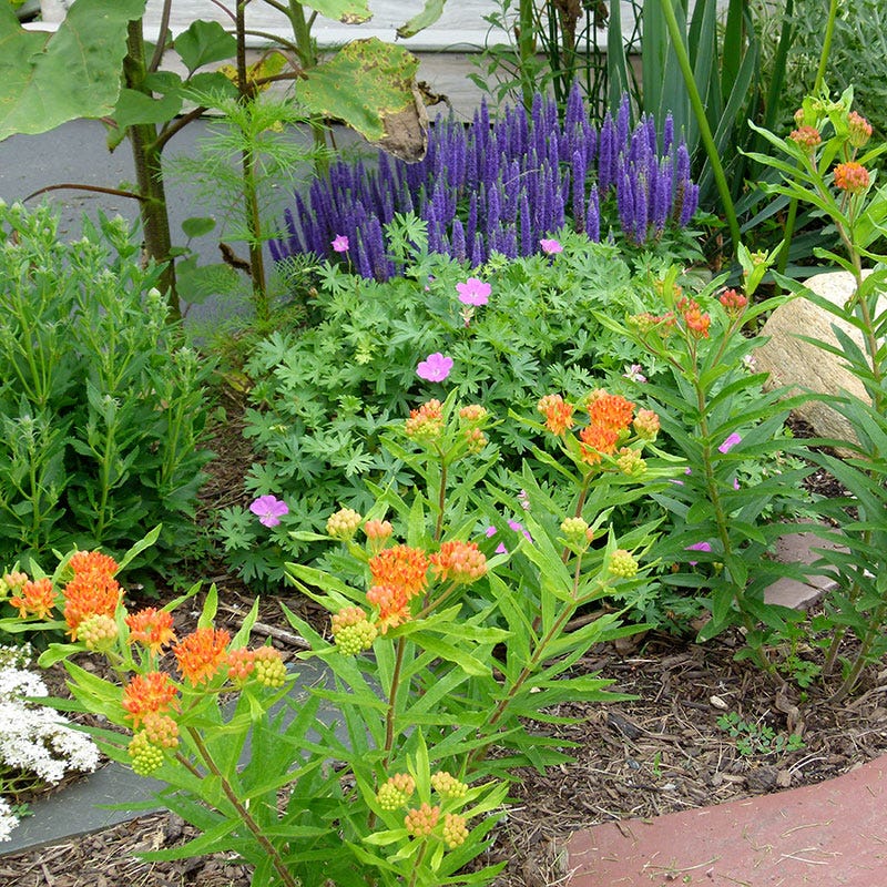 Butterfly Weed - Image 6